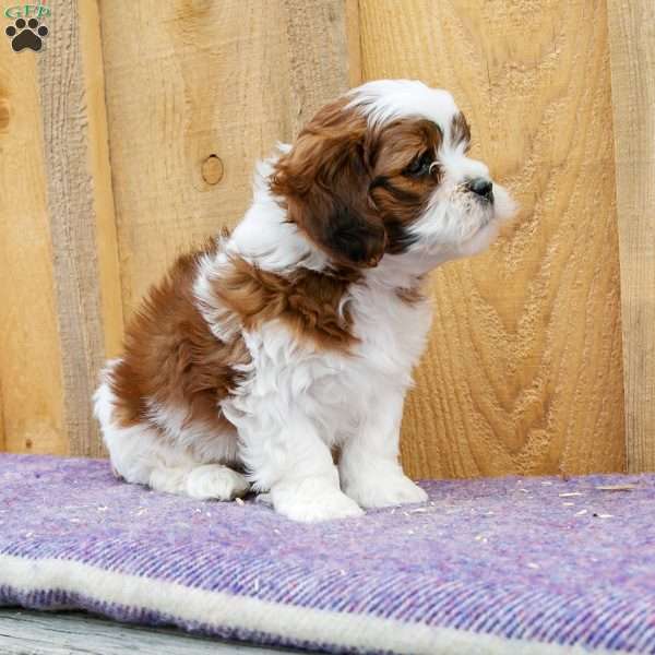 Socks, Shih-Poo Puppy